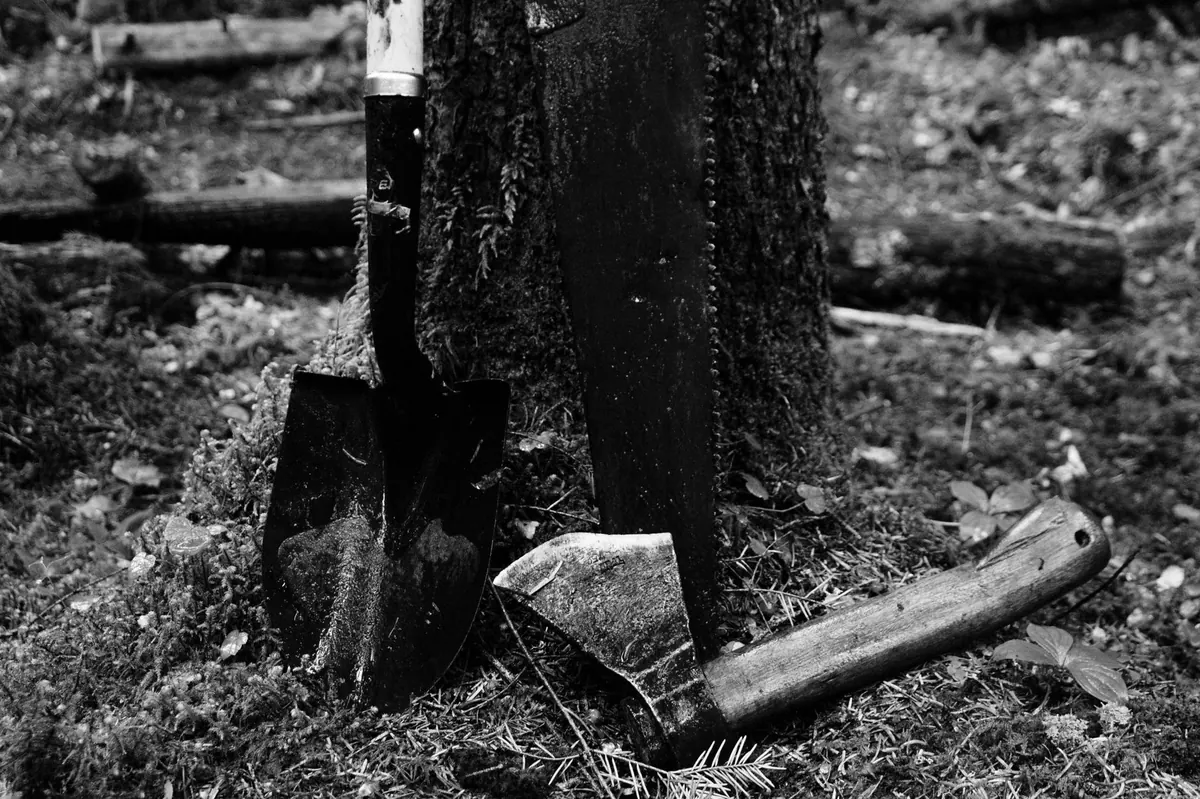 A Year in the Woodland Garden: Monthly Tasks for UK Growers