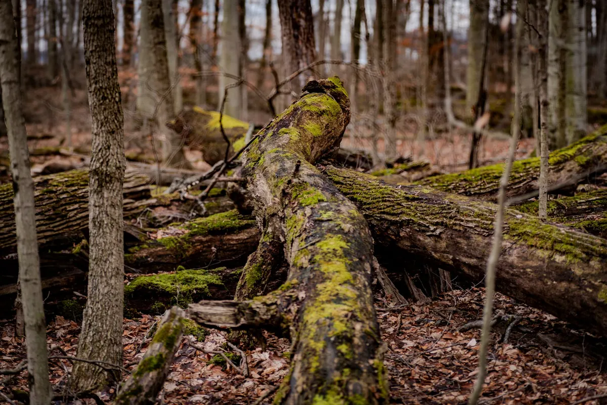 Explained: Why Deadwood Is Essential for Woodland Wildlife