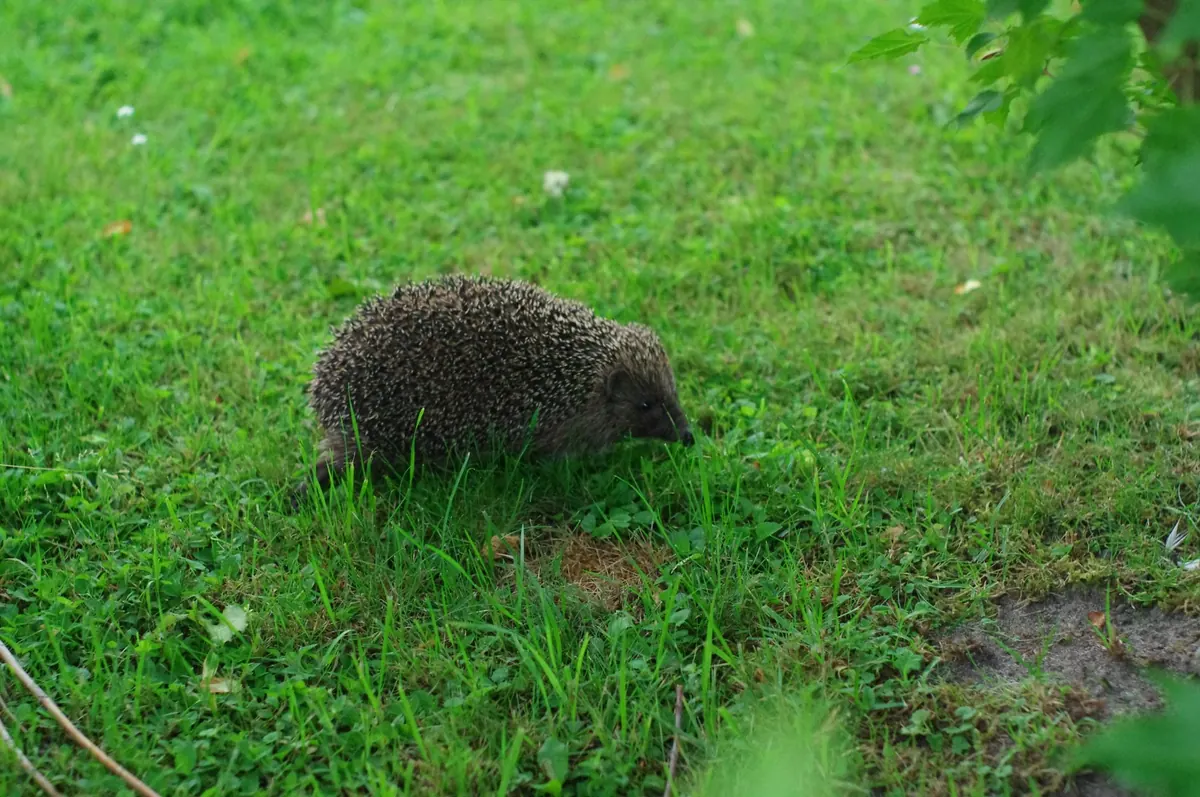 How to Build a Hedgehog Highway Through Your Woodland Garden
