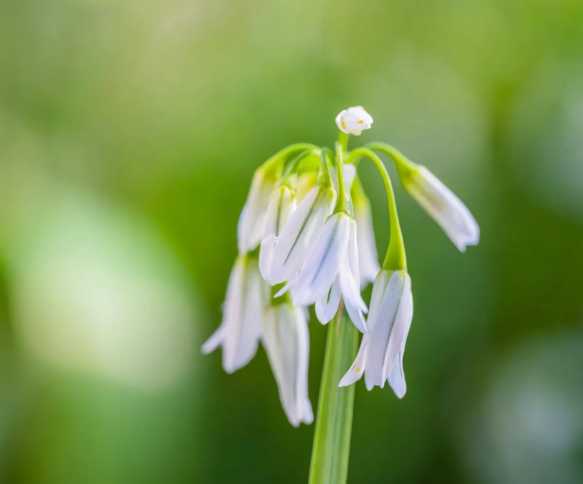How to Identify and Harvest Wild Garlic Safely